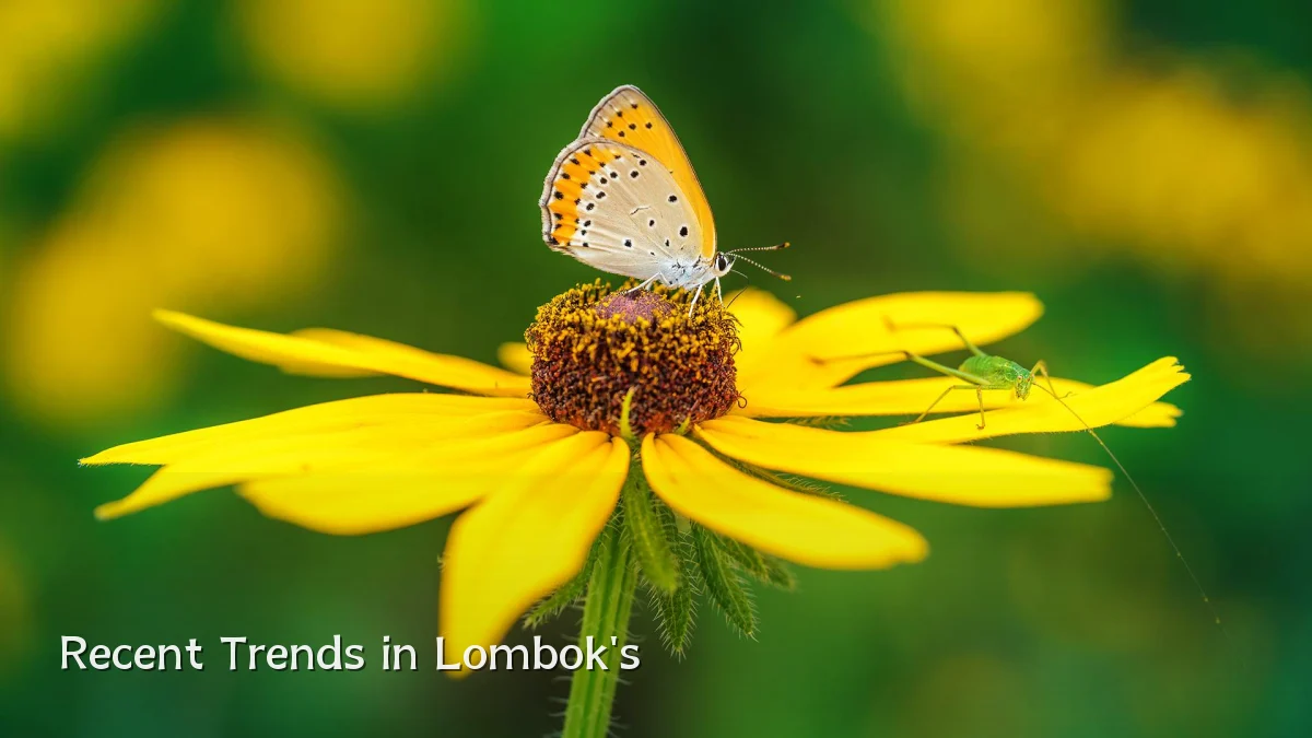 Recent Trends in Lombok's