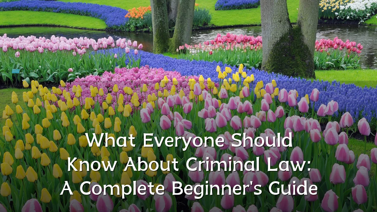 What Everyone Should Know About Criminal Law: A Complete Beginner's Guide